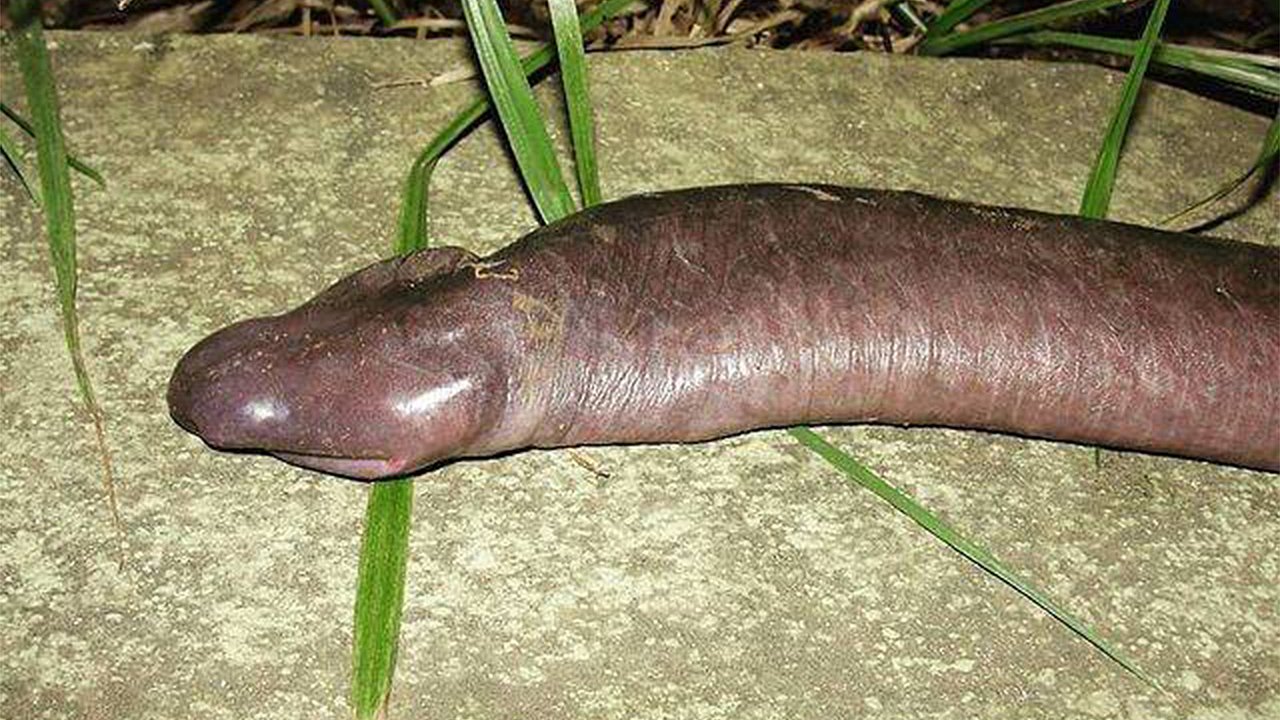 “Unveiling Atretochoana: The Bizarre Amphibian Astonishing the World”