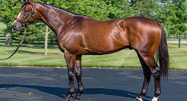 2017 Kentucky Derby Champion Always Dreaming Passes Away at 10