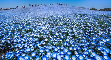 A Sea of 4.5 Million Baby Blue Eyes in Japan’s Hitachi Seaside Park