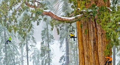 A Tree So Grand, It Took 126 Photos to Capture Its Majesty