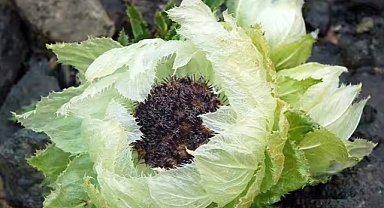 Guardians of the Snow: The Tale of Two Himalayan Snow Lotuses