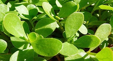 Purslane: Nature’s Resilient Superfood for Holistic Health
