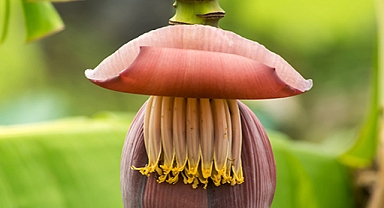 Banana Flowers: Unlock the Hidden Power of This Nutritional Marvel 