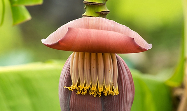 Unpacking Lanka's Most Popular Fruit: The Hidden History and Nutritional Secrets of the Banana