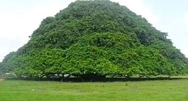Colombia’s Massive Fig Tree: A Natural Wonder That Grows Its Own Pillars