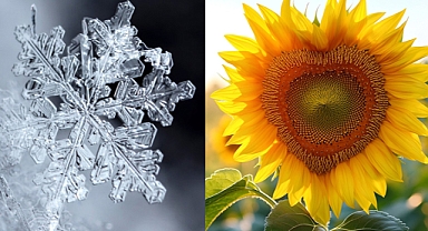 Nature's Perfect Geometry: 12 Stunning Examples of Symmetrical Beauty