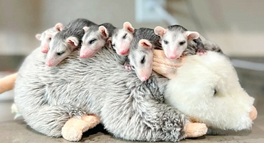Orphaned Baby Opossums Find Comfort in Their Plush ‘Mommy’