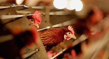Rare H5N9 Bird Flu Confirmed in California Poultry Farm, Raising Concerns