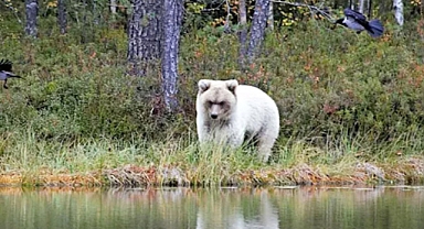 Rare White Bear Captured on Camera in Finland’s Wilderness