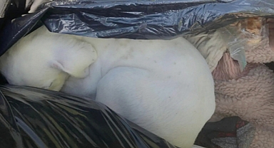 Stream Cleanup Crew Finds ‘Plush Toy’ in Trash — Then Realizes It’s a Puppy