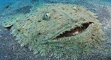 Tasselled Wobbegong: The Carpet Shark with a Unique Charm