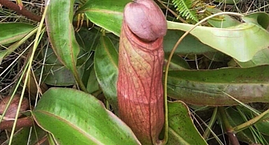 The Rare 'Penis Plant': A Bizarre but Endangered Carnivorous Species in Southeast Asia
