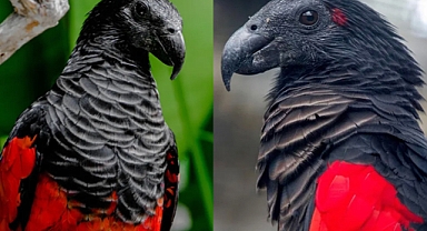 The Sinister Beauty of Dracula Parrots: Nature's Gothic Gems