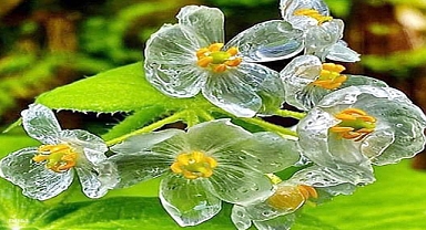 Whispers of Transformation: The Skeleton Flower’s Tale