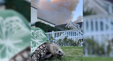 Woman and 175-Pound Tortoise Escape California Wildfire That Destroyed Family Homes