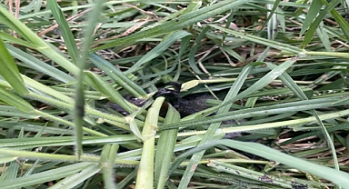 Woman Spots Tiny Eyes in Grass and Discovers a Trapped Baby Bat
