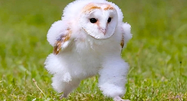 A Viral Moment: Baby Barn Owl's Hilarious Sprint Steals Hearts
