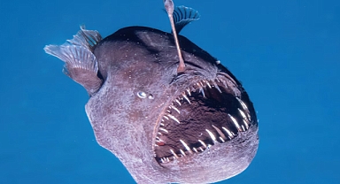 Elusive Deep-Sea Predator Captured on Film: Rare Black Seadevil Sighted Near Surface