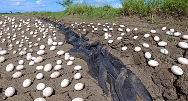 Farmer Discovers Hundreds of Unusual Eggs—What Hatches Leaves Him in Tears