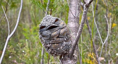 Nature Lover Spots an Adorable 'Smiling Bird'—But It's Not What It Seems