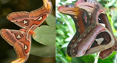 The Astonishing Atlas Moth: Nature's Ultimate Snake Impersonator