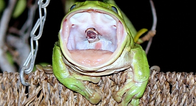 When Nature Flips the Script: The Astonishing Moment a Frog Devours a Snake