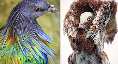 14 Stunning and Unusual Pigeons from Around the World