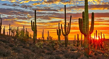 Best Photography Spots in Saguaro National Park