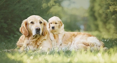 Celebrate Your Furry Friend: Fun Ways to Enjoy National Puppy Day