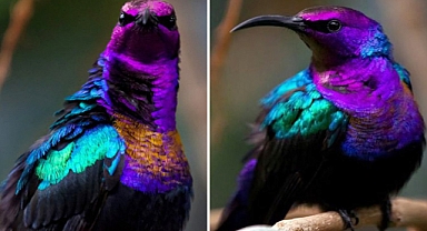 Dazzling Jewel of the Tropics: The Stunning Splendid Sunbird