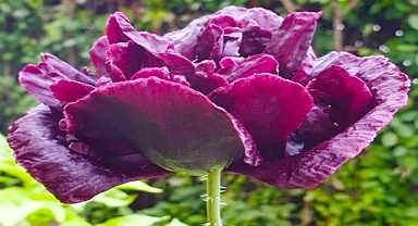 Enchanting Elegance: How to Cultivate Black Peony Poppies