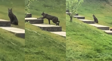Extremely Rare Black Canada Lynx Captured on Camera for the First Time