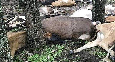 Farmer Discovers Empty Pasture, Finds 32 Cows Dead in Mysterious Pile