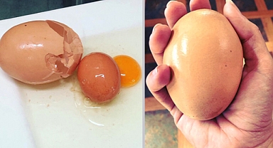 Farmer Discovers Enormous Egg—What He Found Inside Left Everyone Stunned