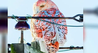 Fiery-Hued Snowy Owl Draws Enthusiasts to Huron County