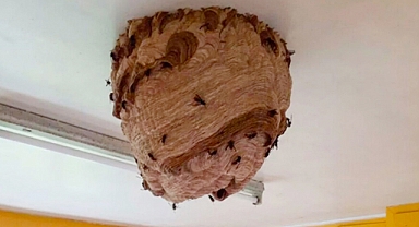 Giant Asian Hornet Nests Discovered in UK Home, Sparking New Warnings