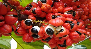 Guarana (Paullinia cupana): Nature’s Energizing Powerhouse