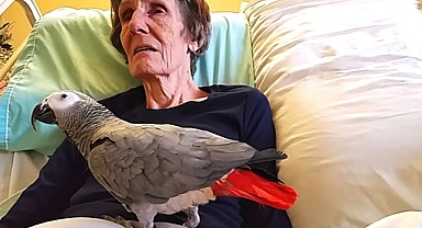 Heartbreaking Farewell: Dying Woman’s Final Goodbye to Her Beloved Parrot