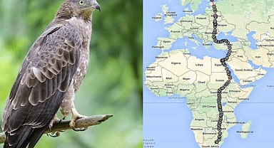 Incredible Journey: The GPS-Tracked Honey Buzzard’s 10,000 Km Migration from South Africa to Finland