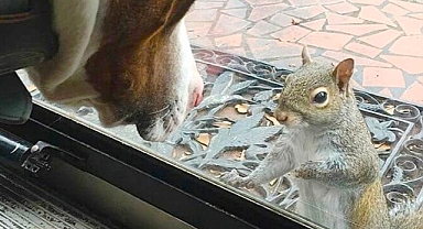 Loyal Squirrel Returns Daily for 8 Years—Family Finally Discovers Why