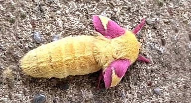 Man Discovers Strange Fuzzy Creature In His Garden — Then Witnesses A Stunning Transformation