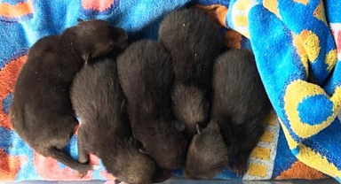 Man Rescues 'Puppies' Only to Discover a Surprising Truth