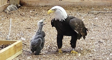 Murphy the Bald Eagle Who Tried to Hatch a Rock Becomes a Proud Foster Dad