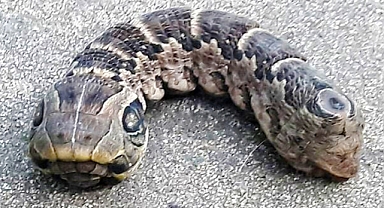 Mystifying Discovery: 46-Year-Old Woman Encounters Bizarre Snake-Like Creature in Her Garden