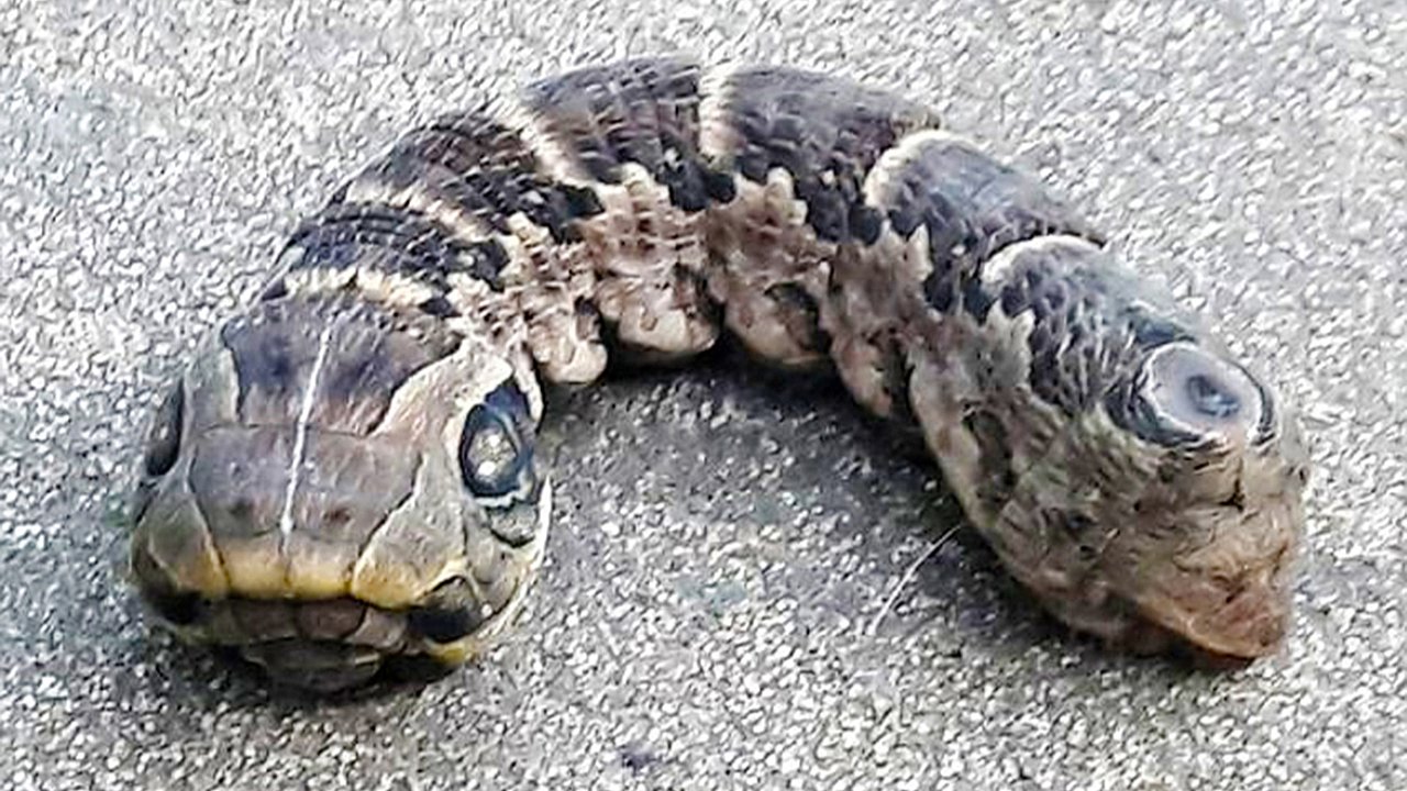 Mystifying Discovery: 46-Year-Old Woman Encounters Bizarre Snake-Like Creature in Her Garden