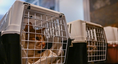 New Cat Food Recall Issued Over Bird Flu Concerns