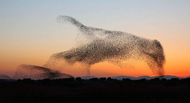 Photographer Captures Stunning One-in-a-Million Bird Formation in Flight