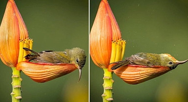 Photographer Captures Tiny Bird Turns Banana Flower Petal into a Perfect Bathtub