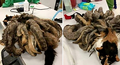 Rescued Cat Finds Relief After Shedding Two Pounds of Matted Fur