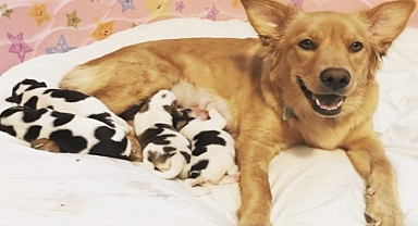 Rescued Golden Retriever Surprises Foster Family with Puppies That Look Like Tiny Cows